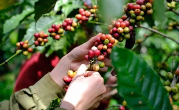 Giá cà phê nội địa chạm đỉnh 110.000 đồng/kg ngày cuối tuần 13/4